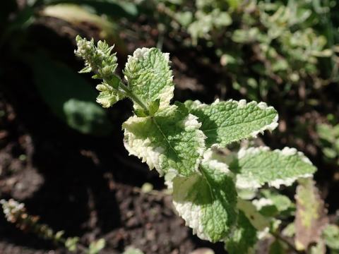 Foto van Mentha 'Variegata'