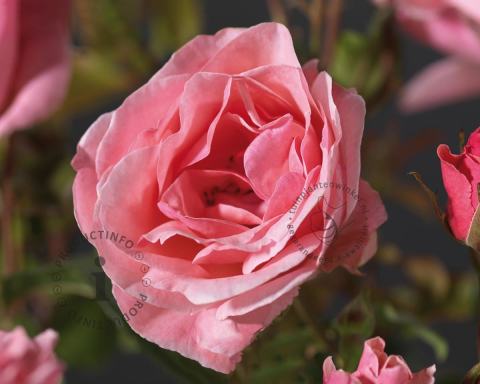 Foto van Grootbloemige trosroos ‘The Queen Elizabeth Rose’
