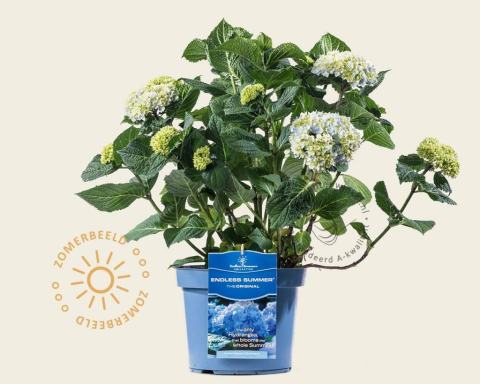 Foto van Doorbloeiende Hortensia ‘Endless Summer Blue’