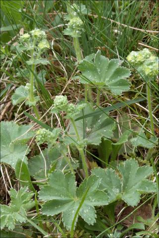 Foto van Blauwgroene vrouwenmantel