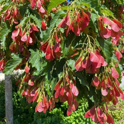 Foto van Acer 'Mandy'