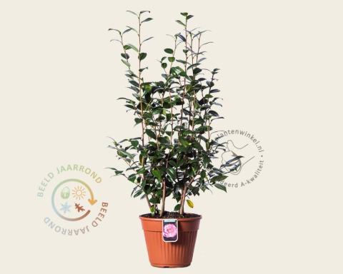Foto van Camelia ‘Nuccio's Pearl’