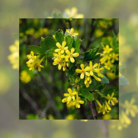 Foto van Gele ribes