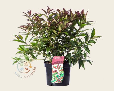 Foto van Druifheide ‘Royal Ruby’
