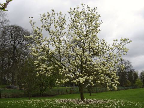 Foto van Magnolia 'Elizabeth'