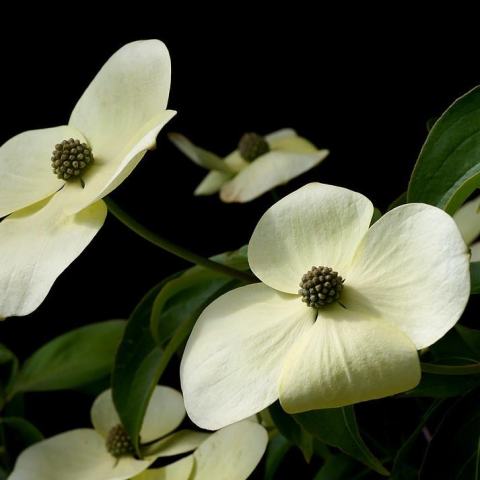 Foto van Cornus 'Rutdan'