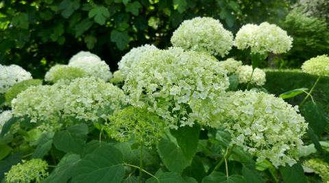 Foto van Boomhortensia