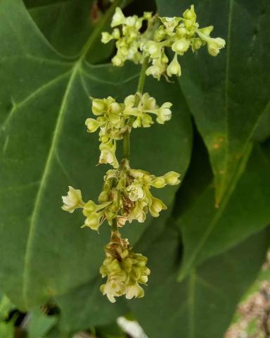 Foto van Fallopia 'onb bekend'