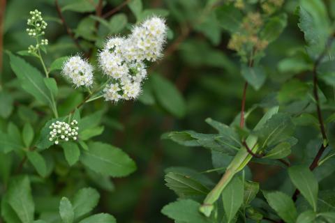 Foto van Witte spirea
