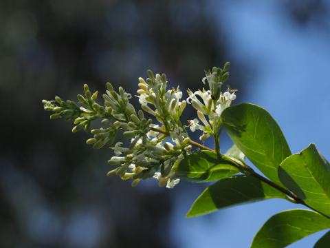 Foto van Wilde liguster