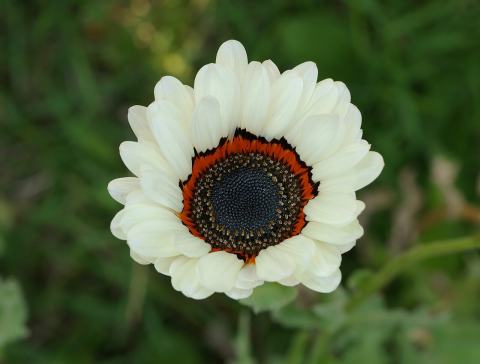 Foto van Afrikaanse goudsbloem