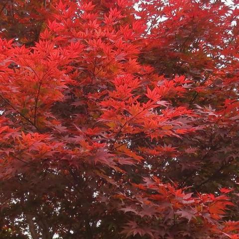 Foto van Acer 'Sherwood Flame'