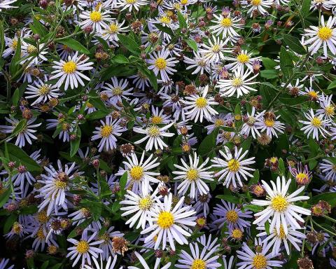 Foto van Herfstaster ‘Adustus Nanus’