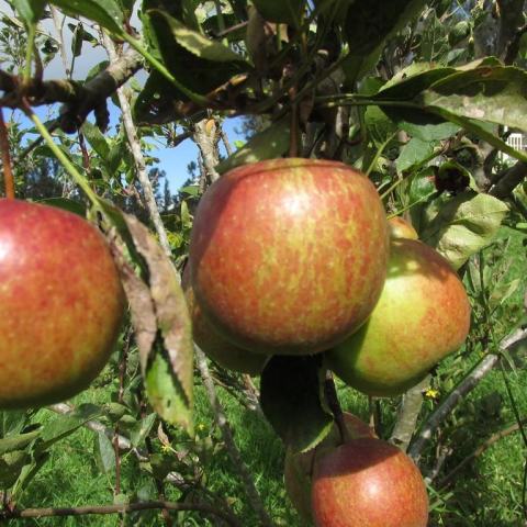 Foto van Malus 'Braeburn'