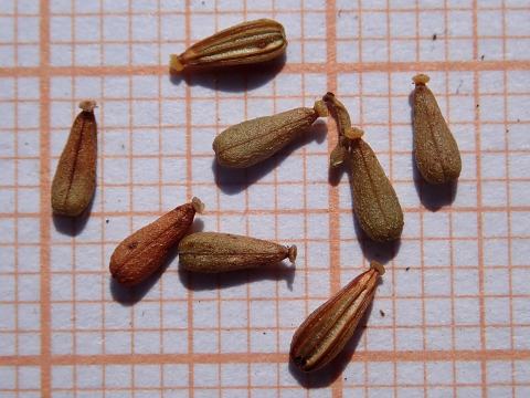 Foto van Rode valeriaan ‘Coccineus’