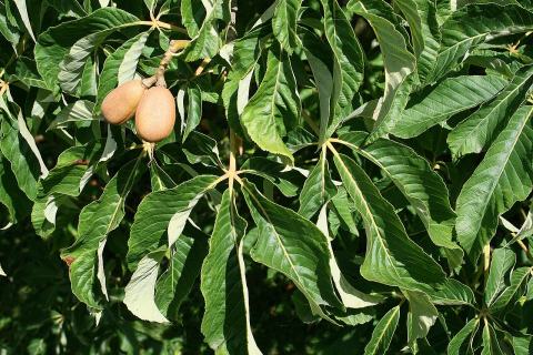 Foto van Aesculus 'Induta'