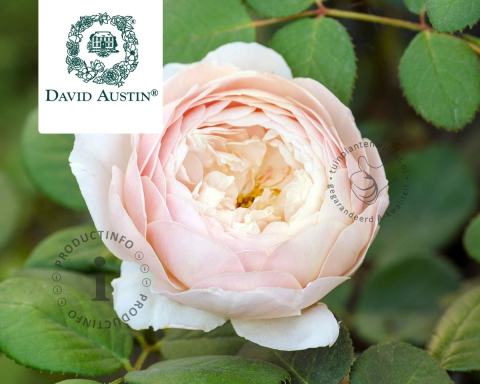 Foto van Engelse roos ‘Desdemona’