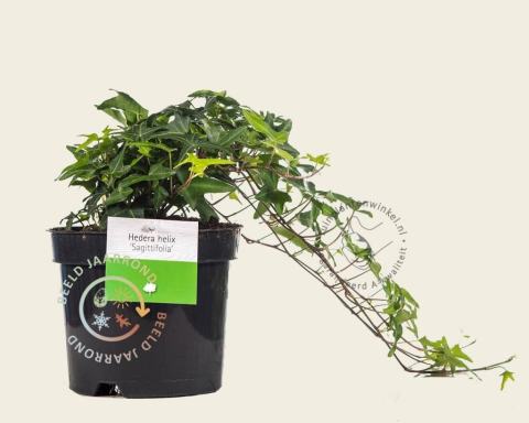 Foto van Klimop ‘Sagittifolia’