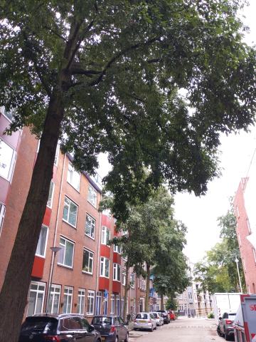 Foto van Grootbladige els