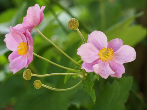Foto van Herfstanemoon ‘Robustissima’