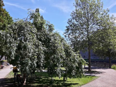 Foto van Fraxinus 'Pendula'