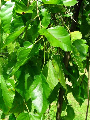 Foto van Morus 'Pendula'