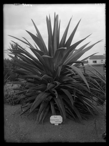 Foto van Bergcordyline