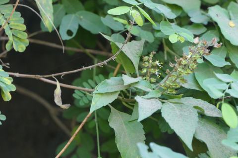 Foto van Afrikaanse basilicum