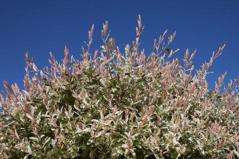 Foto van Salix 'Hakuro-nishiki'