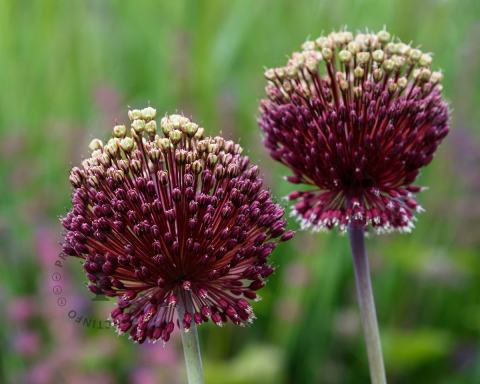Foto van Sierui ‘Red Mohican’