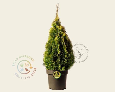 Foto van Westerse levensboom ‘Golden Smaragd’