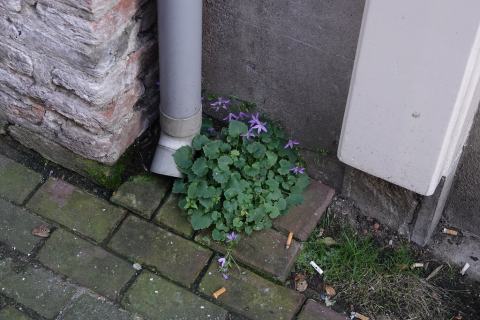 Foto van Kruipklokje