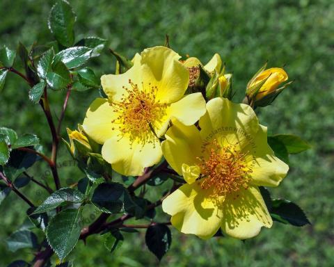 Foto van Bodembedekkende of miniatuur roos ‘Bee Gold’