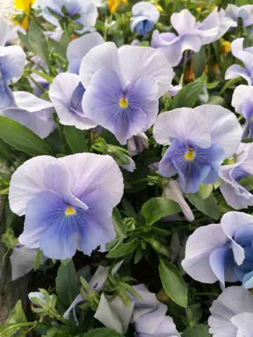 Foto van Viola 'onbewerkt'