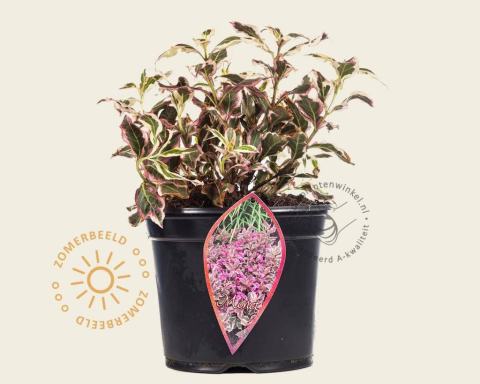 Foto van Weigelia ‘Monet’