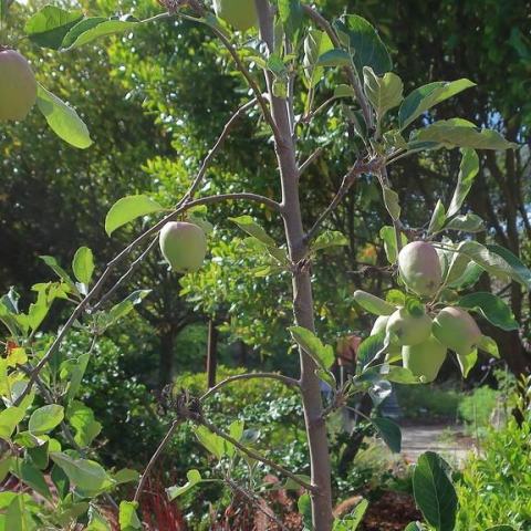 Foto van Malus 'Golden Delicious'