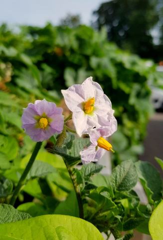 Foto van Aardappel