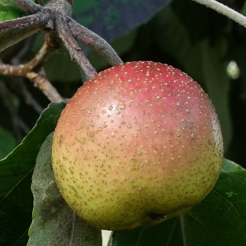 Foto van Wollige sierappel