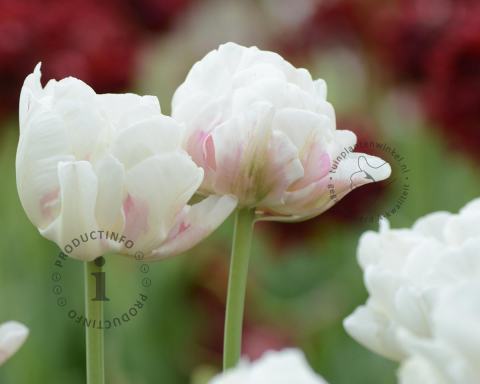 Foto van Tulp ‘Ice Wonder’