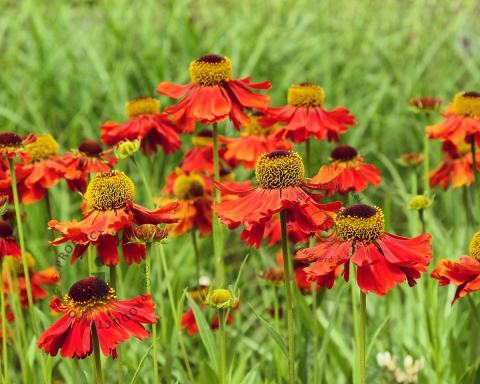 Foto van Zonnekruid ‘Moerheim Beauty’