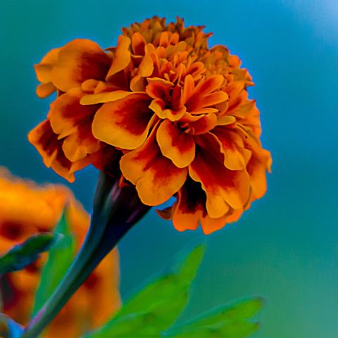 Foto van Tagetes 'onbeken'