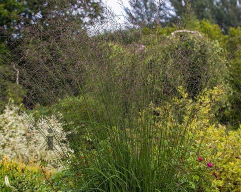 Foto van Pijpenstrootje ‘Karl Foerster’