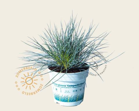 Foto van Blauw schapengras ‘Compacta Blue’