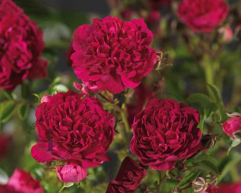 Foto van Klimroos ‘Excelsa’