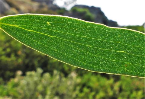 Foto van Eucalyptus 'onbeken'