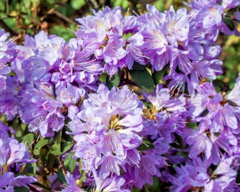Foto van Dwerg rododendron ‘Blue Tit’