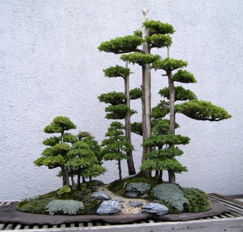 Foto van Chinese jeneverbes