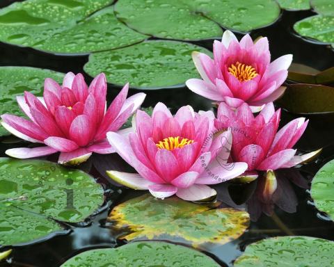 Foto van Waterlelie ‘Attraction’