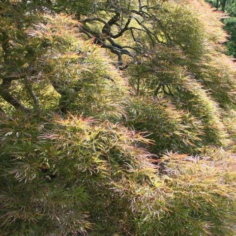 Foto van Acer 'Ornatum'