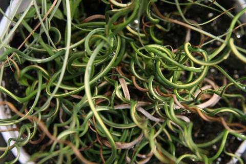 Foto van Juncus 'Spiralis'
